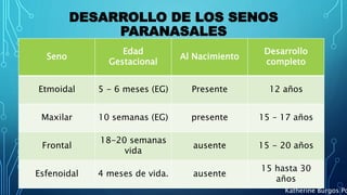DESARROLLO DE LOS SENOS
PARANASALES
Seno
Edad
Gestacional
Al Nacimiento
Desarrollo
completo
Etmoidal 5 - 6 meses (EG) Presente 12 años
Maxilar 10 semanas (EG) presente 15 – 17 años
Frontal
18-20 semanas
vida
ausente 15 - 20 años
Esfenoidal 4 meses de vida. ausente
15 hasta 30
años
Katherine Burgos Po
 