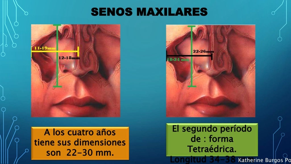 Embriología de los senos paranasales