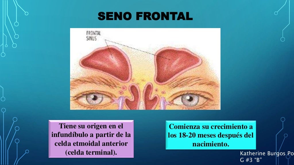 Embriología de los senos paranasales