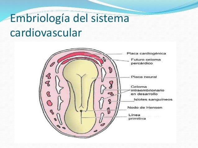 Resultado de imagen para EmbriologÃ­a e histologÃ­a de aparatos y sistemas: Aparato cardiovascular, histologÃ­a de los tejidos que conforman el aparato cardiovascular Tejido sanguineo