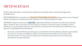 Labios Rombicos EMBRIOLOGÍA DEL SISTEMA NERVIOSO | PPTX