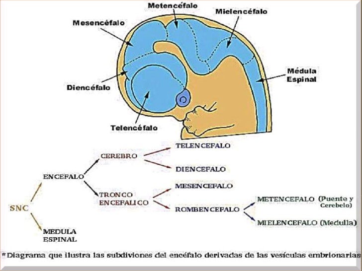 Embriología del sistema nervioso central