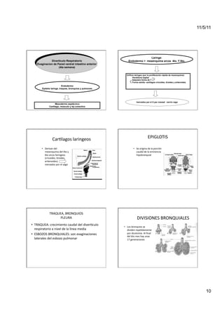 11/5/11




                                                                                            Laringe:
               Divertículo Respiratorio                                      Endodermo + mesénquima arcos 4to. Y 6to.
     Evaginacion de Pared ventral intestino anterior
                     (4ta semana)

                                                                          Orificio laríngeo (por la proliferación rápida de mesenquima):
                                                                                 Hendidura sagital
                                                                                Adquiere forma de T
                                                                                 Forma adulta: cartílagos cricoides, tiroides y aritenoides
                              Endodermo
          Epitelio laringe, traquea, bronquios y pulmones




                                                                                        Inervados por el X par craneal: nervio vago
                               Mesodermo esplácnico
                         Cartílago, músculo y tej conectivo




                               Car<lagos	
  laringeos	
                                                 EPIGLOTIS	
  

         •  Derivan	
  del	
                                                       •  Se	
  origina	
  de	
  la	
  porción	
  
            mesenquima	
  del	
  4to	
  y	
                                           caudal	
  de	
  la	
  eminencia	
  
            6to	
  arcos	
  faringeos	
                                               hipobranquial	
  
            (cricoides,	
  <roides,	
  
            aritenoides)	
  	
  	
  	
  	
  	
  	
  	
  	
  	
  	
  
            inervados	
  por	
  el	
  vago	
  




                         TRAQUEA,	
  BRONQUIOS	
  
                               PLEURA	
                                                 DIVISIONES	
  BRONQUIALES	
  
•  TRAQUEA:	
  crecimiento	
  caudal	
  del	
  divermculo	
  
                                                                       •  Los	
  bronquios	
  se	
  
   respiratorio	
  a	
  nivel	
  de	
  la	
  línea	
  media	
             dividen	
  repe<damente	
  
•  ESBOZOS	
  BRONQUIALES:	
  son	
  evaginaciones	
                      por	
  dicotomía.	
  Al	
  ﬁnal	
  
                                                                          del	
  6to	
  mes	
  hay	
  unas	
  
   laterales	
  del	
  esbozo	
  pulmonar	
                               17	
  generaciones	
  	
  




                                                                                                                                                  10
 
