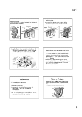 11/5/11




En	
  el	
  extremo	
  opuesto:	
  
                                                                                                        •  ½	
  del	
  2do	
  mes	
  :	
  
El	
  túbulo	
  desemboca	
  en	
  el	
  conducto	
  mesonéfrico	
  o	
  de	
  wolﬀ	
  (que	
  es	
     El	
  mesonefros	
  da	
  lugar	
  a	
  un	
  órgano	
  ovoide	
  
un	
  conducto	
  colector	
  longitudinal)	
                                                               voluminoso	
  a	
  cada	
  lado	
  de	
  la	
  línea	
  media.	
  




     Las	
  gónadas	
  en	
  desarrollo	
  están	
  situadas	
  en	
  el	
  
       lado	
  interno	
  del	
  mesonefros,	
  lo	
  que	
  produce	
                                       La	
  degeneración	
  en	
  este	
  momento:	
  
       un	
  relieve	
  denominado:	
  Cresta	
  urogenital.	
  
                                                                                                        -­‐  Los	
  túbulos	
  caudales	
  aún	
  están	
  en	
  diferenciación.	
  
                                                                                                        -­‐  Túbulos	
  y	
  glomérulos	
  craneales	
  muestran	
  rasgos	
  
                                                                                                             degenera<vos	
  y	
  la	
  mayor	
  parte	
  ha	
  desaparecido	
  a	
  
                                                                                                             ﬁnes	
  del	
  2do	
  mes.	
  
                                                                                                        Excepción:	
  En	
  el	
  varón	
  persisten	
  algunos	
  túbulos	
  
                                                                                                             caudales	
  y	
  el	
  conducto	
  mesonéfrico,	
  que	
  par<ciparan	
  
                                                                                                             en	
  la	
  formación	
  del	
  aparato	
  genital.	
  (En	
  la	
  mujer	
  
                                                                                                             desaparece	
  por	
  completo)	
  	
  




                                    Metanefros                                                                                 Sistema Colector
                                                                                                        •  Se	
  desarrollan	
  a	
  par<r	
  del	
  Brote	
  Uretral:	
  Invaginación	
  del	
  
     •  Forma	
  el	
  Riñón	
  deﬁni<vo	
                                                                 conducto	
  mesonéfrico,	
  poco	
  antes	
  de	
  desembocar	
  en	
  la	
  
                                                                                                           cloaca.	
  
                                                                                                        •  El	
  brote	
  se	
  introduce	
  en	
  el	
  tejido	
  metanéfrico.	
  
     Aparece:	
  5ta	
  semana	
  	
  
     Proveniencia:	
  Sus	
  unidades	
  secretoras	
  de	
  
       desarrollan	
  a	
  par<r	
  del	
  mesodermo	
  
       metanéfrico.	
  

     *	
  El	
  desarrollo	
  del	
  sistema	
  de	
  conductos	
  diﬁere	
  
          del	
  de	
  los	
  otros	
  sistemas	
  renales.	
  




                                                                                                                                                                                                         2
 