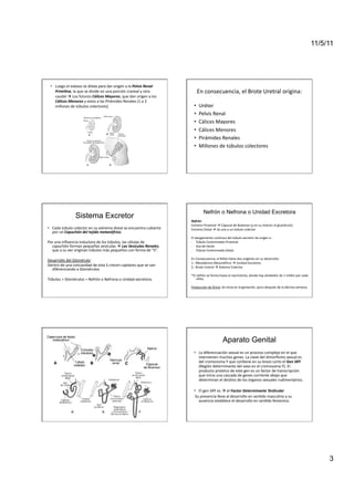 11/5/11




  •  Luego	
  el	
  esbozo	
  se	
  dilata	
  para	
  dar	
  origen	
  a	
  la	
  Pelvis	
  Renal	
  
     Primi@va,	
  la	
  que	
  se	
  divide	
  en	
  una	
  porción	
  craneal	
  y	
  otra	
                   En	
  consecuencia,	
  el	
  Brote	
  Uretral	
  origina:	
  
     caudal	
  	
  Los	
  futuros	
  Cálices	
  Mayores,	
  que	
  dan	
  origen	
  a	
  los	
  
     Cálices	
  Menores	
  y	
  estos	
  a	
  las	
  Pirámides	
  Renales	
  (1	
  a	
  3	
  
     millones	
  de	
  túbulos	
  colectores)	
                                                            •     Uréter	
  
                                                                                                           •     Pelvis	
  Renal	
  
                                                                                                           •     Cálices	
  Mayores	
  
                                                                                                           •     Cálices	
  Menores	
  
                                                                                                           •     Pirámides	
  Renales	
  
                                                                                                           •     Millones	
  de	
  túbulos	
  colectores	
  




                                                                                                                     Nefrón o Nefrona o Unidad Excretora
                         Sistema Excretor
                                                                                                        Nefrón:	
  
                                                                                                        Extremo	
  Proximal	
  	
  Cápsula	
  de	
  Bowman	
  (y	
  en	
  su	
  interior	
  el	
  glumérulo)	
  
•  Cada	
  túbulo	
  colector	
  en	
  su	
  extremo	
  distal	
  se	
  encuentra	
  cubierto	
         Extremo	
  Distal	
  	
  Se	
  une	
  a	
  un	
  túbulo	
  colector	
  
   por	
  un	
  Capuchón	
  del	
  tejido	
  metanéfrico.	
  
                                                                                                        El	
  alargamiento	
  con<nuo	
  del	
  túbulo	
  excretor	
  da	
  origen	
  a	
  :	
  
Por	
  una	
  inﬂuencia	
  inductora	
  de	
  los	
  túbulos,	
  las	
  células	
  de	
                 -­‐  Túbulo	
  Contorneado	
  Proximal	
  
  capuchón	
  forman	
  pequeñas	
  vesículas	
  	
  Las	
  Vesículas	
  Renales,	
                    -­‐  Asa	
  de	
  Henle	
  
  que	
  a	
  su	
  vez	
  originan	
  túbulos	
  más	
  pequeños	
  con	
  forma	
  de	
  “S”.	
       -­‐  Túbulo	
  Contorneado	
  Distal	
  

Desarrollo	
  del	
  Glomérulo:	
                                                                       En	
  Consecuencia,	
  el	
  Riñón	
  <ene	
  dos	
  orígenes	
  en	
  su	
  desarrollo:	
  	
  
                                                                                                        1.-­‐	
  Mesodermo	
  Mesonéfrico	
  	
  Unidad	
  Excretora	
  
Dentro	
  de	
  una	
  concavidad	
  de	
  esta	
  S	
  crecen	
  capilares	
  que	
  se	
  van	
       2.-­‐	
  Brote	
  Uretral	
  	
  Sistema	
  Colector	
  
  diferenciando	
  a	
  Glomérulos	
  
                                                                                                        *El	
  nefrón	
  se	
  forma	
  hasta	
  el	
  nacimiento,	
  donde	
  hay	
  alrededor	
  de	
  1	
  millón	
  por	
  cada	
  
Túbulos	
  +	
  Glomérulos	
  =	
  Nefrón	
  o	
  Nefrona	
  o	
  Unidad	
  excretora.	
                     riñón.	
  

                                                                                                        Producción	
  de	
  Orina:	
  Se	
  inicia	
  en	
  la	
  gestación,	
  poco	
  después	
  de	
  la	
  décima	
  semana.	
  




                                                                                                                                         Aparato Genital
                                                                                                           •  La	
  diferenciación	
  sexual	
  es	
  un	
  proceso	
  complejo	
  en	
  el	
  que	
  
                                                                                                              intervienen	
  muchos	
  genes.	
  La	
  clave	
  del	
  dimorﬁsmo	
  sexual	
  es	
  
                                                                                                              del	
  cromosoma	
  Y	
  que	
  con<ene	
  en	
  su	
  brazo	
  corto	
  el	
  Gen	
  SRY	
  
                                                                                                              (Región	
  determinante	
  del	
  sexo	
  en	
  el	
  cromosoma	
  Y).	
  El	
  
                                                                                                              producto	
  proteico	
  de	
  este	
  gen	
  es	
  un	
  factor	
  de	
  transcripción	
  
                                                                                                              que	
  inicia	
  una	
  cascada	
  de	
  genes	
  corriente	
  abajo	
  que	
  
                                                                                                              determinan	
  el	
  des<no	
  de	
  los	
  órganos	
  sexuales	
  rudimentarios.	
  

                                                                                                           •  El	
  gen	
  SRY	
  es	
  	
  el	
  Factor	
  Determinante	
  Tes@cular	
  
                                                                                                           	
  Su	
  presencia	
  lleva	
  al	
  desarrollo	
  en	
  sen<do	
  masculino	
  y	
  su	
  
                                                                                                                 ausencia	
  establece	
  el	
  desarrollo	
  en	
  sen<do	
  femenino.	
  




                                                                                                                                                                                                                                               3
 