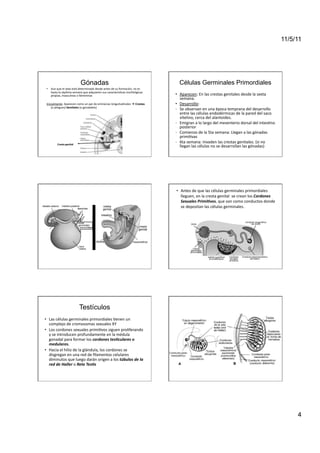 11/5/11




                                       Gónadas                                                                       Células Germinales Primordiales
 •  Aun	
  que	
  el	
  sexo	
  está	
  determinado	
  desde	
  antes	
  de	
  su	
  formación,	
  no	
  es	
  
    hasta	
  la	
  sép<ma	
  semana	
  que	
  adquieren	
  sus	
  caracterís<cas	
  morfológicas	
  
    propias,	
  masculinas	
  o	
  femeninas	
                                                                    •  Aparecen:	
  En	
  las	
  crestas	
  genitales	
  desde	
  la	
  sexta	
  
                                                                                                                       semana.	
  
 Inicialmente:	
  Aparecen	
  como	
  un	
  par	
  de	
  eminecias	
  longuitudinales	
  	
  Crestas	
           •  Desarrollo:	
  
     (o	
  pliegues)	
  Genitales	
  (o	
  gonadales)	
  
                                                                                                                  -­‐  Se	
  observan	
  en	
  una	
  época	
  temprana	
  del	
  desarrollo	
  
                                                                                                                       entre	
  las	
  células	
  endodérmicas	
  de	
  la	
  pared	
  del	
  saco	
  
                                                                                                                       vitelino,	
  cerca	
  del	
  alantoides.	
  	
  
                                                                                                                  -­‐  Emigran	
  a	
  lo	
  largo	
  del	
  mesenterio	
  dorsal	
  del	
  intes<no	
  
                                                                                                                       posterior	
  
                                                                                                                  -­‐  Comienzo	
  de	
  la	
  5ta	
  semana:	
  Llegan	
  a	
  las	
  gónadas	
  
                                                                                                                       primi<vas	
  	
  
             Cresta	
  genital	
  
                                                                                                                  -­‐  6ta	
  semana:	
  Invaden	
  las	
  crestas	
  genitales.	
  (si	
  no	
  
                                                                                                                       llegan	
  las	
  células	
  no	
  se	
  desarrollan	
  las	
  gónadas)	
  




                                                                                                                  •  Antes	
  de	
  que	
  las	
  células	
  germinales	
  primordiales	
  
                                                                                                                     lleguen,	
  en	
  la	
  cresta	
  genital	
  	
  se	
  crean	
  los	
  Cordones	
  
                                                                                                                     Sexuales	
  Primi@vos,	
  que	
  son	
  como	
  conductos	
  donde	
  
                                                                                                                     se	
  depositan	
  las	
  células	
  germinales.	
  




                                      Testículos
•  Las	
  células	
  germinales	
  primordiales	
  <enen	
  un	
  
   complejo	
  de	
  cromosomas	
  sexuales	
  XY	
  
•  Los	
  cordones	
  sexuales	
  primi<vos	
  siguen	
  proliferando	
  
   y	
  se	
  introducen	
  profundamente	
  en	
  la	
  médula	
  
   gonadal	
  para	
  formar	
  los	
  cordones	
  tes@culares	
  o	
  
   medulares.	
  
•  Hacia	
  el	
  hilio	
  de	
  la	
  glándula,	
  los	
  cordones	
  se	
  
   disgregan	
  en	
  una	
  red	
  de	
  ﬁlamentos	
  celulares	
  
   diminutos	
  que	
  luego	
  darán	
  origen	
  a	
  los	
  túbulos	
  de	
  la	
  
   red	
  de	
  Haller	
  o	
  Rete	
  Tes@s	
  




                                                                                                                                                                                                                4
 