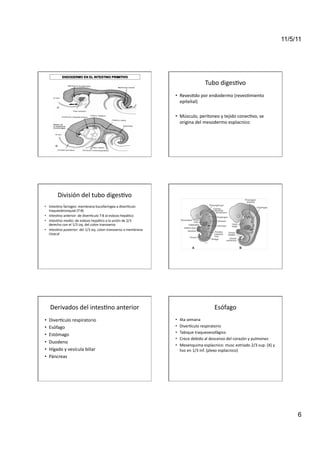 11/5/11




                                                                                                                       Tubo	
  diges<vo	
  
                                                                                              •  Reves<do	
  por	
  endodermo	
  (reves<miento	
  
                                                                                                 epitelial)	
  

                                                                                              •  Músculo,	
  peritoneo	
  y	
  tejido	
  conec<vo,	
  se	
  
                                                                                                 origina	
  del	
  mesodermo	
  esplacnico	
  




           División	
  del	
  tubo	
  diges<vo	
  
•  Intes<no	
  faringeo:	
  membrana	
  bucofaríngea	
  a	
  divermculo	
  
   traqueobronquial	
  (T-­‐B)	
  
•  Intes<no	
  anterior:	
  de	
  divermculo	
  T-­‐B	
  al	
  esbozo	
  hepá<co	
  
•  Intes<no	
  medio:	
  de	
  esbozo	
  hepá<co	
  a	
  la	
  unión	
  de	
  2/3	
  
   derecho	
  con	
  el	
  1/3	
  izq.	
  del	
  colon	
  transverso	
  
•  Intes<no	
  posterior:	
  del	
  1/3	
  izq.	
  colon	
  transverso	
  a	
  membrana	
  
   cloacal	
  




     Derivados	
  del	
  intes<no	
  anterior	
                                                                               Esófago	
  	
  
•    Divermculo	
  respiratorio	
                                                             •    4ta	
  semana	
  
•    Esófago	
                                                                                •    Divermculo	
  respiratorio	
  
                                                                                              •    Tabique	
  traqueoesofágico	
  
•    Estómago	
  
                                                                                              •    Crece	
  debido	
  al	
  descenso	
  del	
  corazón	
  y	
  pulmones	
  
•    Duodeno	
  
                                                                                              •    Mesenquima	
  esplacnico:	
  musc	
  estriado	
  2/3	
  sup.	
  (X)	
  y	
  
•    Hígado	
  y	
  vesícula	
  biliar	
                                                           liso	
  en	
  1/3	
  inf.	
  (plexo	
  esplacnico)	
  
•    Páncreas	
  




                                                                                                                                                                                       6
 