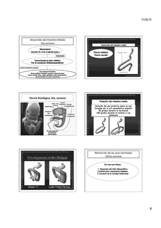 11/5/11




Desarrollo	
  del	
  Intes<no	
  Medio	
  
         5ta	
  semana	
  




Hernia	
  ﬁsiológica:	
  6ta.	
  semana	
  

                                               Rotación del asa primitiva sobre un eje
                                              formado por la art mesentérica superior
                                                  90 grados durante la herniacion
                                                180 grados durante el retorno a cav
                                                              abdominal




                                              Retracción	
  de	
  las	
  asas	
  herniadas	
  
                                                       10ma	
  semana	
  




                                                                                                      8
 