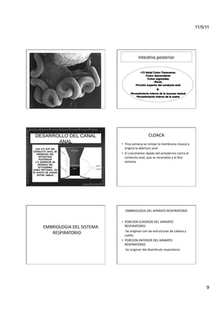 11/5/11




                                                                                    Intes<no	
  posterior	
  




 DESARROLLO DEL CANAL                                                                           CLOACA	
  
        ANAL                                                     •  7ma	
  semana	
  se	
  rompe	
  la	
  membrana	
  cloacal	
  y	
  
  LOS 2/3 SUP DEL                                                   origina	
  la	
  abertura	
  anal	
  
CONDUCTO ANAL SE
   ORIGINAN DEL                                                  •  El	
  crecimiento	
  rápido	
  del	
  ectodermo	
  cierra	
  el	
  
     INTESTINO
     POSTERIOR
                                                                    conducto	
  anal,	
  que	
  se	
  recanaliza	
  a	
  la	
  9na	
  
  1/3 INFERIOR SE                                                   semana	
  
    ORIGINA DEL
    ECTODERMO
LINEA PECTINEA: ES
EL PUNTO DE UNION
   ENTRE AMBAS




                                                                     EMBRIOLOGIA	
  DEL	
  APARATO	
  RESPIRATORIO	
  


                                                                 •  PORCION	
  SUPERIOR	
  DEL	
  APARATO	
  
 	
  	
  	
  	
  	
  	
  	
  EMBRIOLOGIA	
  DEL	
  SISTEMA	
           RESPIRATORIO:	
  
                                                                   	
  -­‐Se	
  originan	
  con	
  las	
  estructuras	
  de	
  cabeza	
  y	
  
                                RESPIRATORIO	
                         cuello.	
  
                                                                 •  PORCION	
  INFERIOR	
  DEL	
  APARATO	
  
                                                                       RESPIRATORIO:	
  
                                                                   	
  -­‐Se	
  originan	
  del	
  divermculo	
  respiratorio	
  




                                                                                                                                                      9
 
