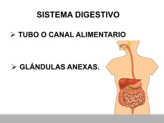 SISTEMA DIGESTIVO
 TUBO O CANAL ALIMENTARIO.
 GLÁNDULAS ANEXAS.
 
