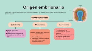 (1).pdf presentación de embriología para calse | PDF