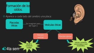  Aparece a cada lado del cerebro una placa:
Placodas
óticas
Se invaginan para
dar lugar a Vesículas óticas
Porción
ventral
Porción dorsal
Utrículo, conductos
semicirculares y cond
endolinfático
Sáculo y
conducto
coclear
Formación de los
oídos.
4ta sem
 