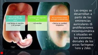 Las orejas se
desarrollan a
partir de las
eminencias
auriculares (6
proliferaciones
mesenquimática
s situadas en
los extremos
dorsales de los
arcos faríngeos
1ero y 2do).
 