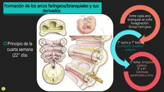 Formación de los arcos faríngeos/branquiales y sus
derivados
Principio de la
cuarta semana
(22° día)
Entre cada arco
branquial se sufre
invaginación:
Bolsas Faríngeas
1° surco y 1° bolsa:
Conducto auditivo
externo
2° bolsa: Amígdala
palatina
3° y 4°:
Glándulas
paratiroides y timo
 