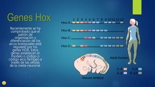Genes Hox
Recientemente se ha
comprobado que el
patrón de
organización y
diferenciación de los
arcos branquiales está
regulado por los
genes HOX. Estos
genes establecen el
modelo o código o
código arco faríngeo a
través de las células
de la cresta neuronal.
 
