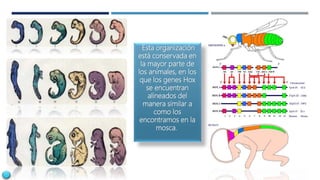 Esta organización
está conservada en
la mayor parte de
los animales, en los
que los genes Hox
se encuentran
alineados del
manera similar a
como los
encontramos en la
mosca.
 