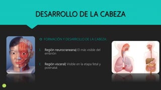 DESARROLLO DE LA CABEZA
 FORMACIÓN Y DESARROLLO DE LA CABEZA:
I. Región neurocraneana) El más visible del
embrión
I. Región visceral) Visible en la etapa fetal y
postnatal.
 