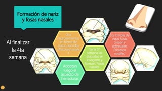 Formación de nariz
y fosas nasales
Adoptan
luego el
aspecto de
herraduras
En la 5°
semana las
placodas se
invaginan y
forman: Fosas
nasales.
Dos
engrosamientos
en forma de
placa: placodas
olfatorias/nasale
s
Los bordes de
estas fosas
crecen y
sobresalen:
Procesos
nasales.
Al finalizar
la 4ta
semana
 