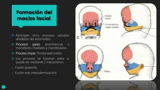  Participan cinco procesos ubicados
alrededor del estomodeo.
 Procesos pares: prominencias o
mamelones maxilares y mandibulares.
 Proceso impar: frontonasal medio.
 Los procesos se fusionan entre sí,
puede ser mediante 2 mecanismos:
o Fusión aparente.
o Fusión real (mesodermización).
 