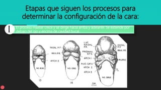 Etapas que siguen los procesos para
determinar la configuración de la cara:
El proceso maxilar crece y se dirige hacia arriba y adelante. Se extiende por
debajo del ojo y encima de cavidad bucal.
 