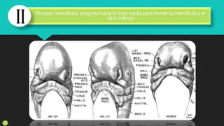 Proceso mandibular, progresa hacia la línea media para formar la mandíbula y el
labio inferior.
 