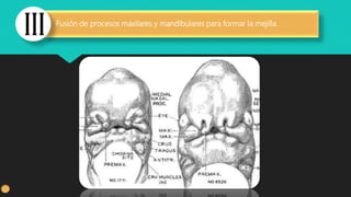 Fusión de procesos maxilares y mandibulares para formar la mejilla.
 