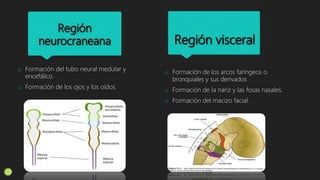 Región
neurocraneana
o Formación del tubo neural medular y
encefálico.
o Formación de los ojos y los oídos.
o Formación de los arcos faríngeos o
bronquiales y sus derivados
o Formación de la nariz y las fosas nasales.
o Formación del macizo facial.
Región visceral
 