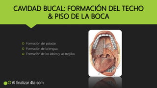 CAVIDAD BUCAL: FORMACIÓN DEL TECHO
& PISO DE LA BOCA
 Formación del paladar.
 Formación de la lengua.
 Formación de los labios y las mejillas
Al finalizar 4ta sem
 