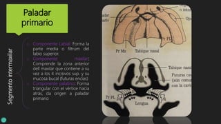 Paladar
primario
Segmentointermaxilar
o Componente Labial: Forma la
parte media o filtrum del
labio superior.
o Componente maxilar:
Comprende la zona anterior
dell maxilar que contiene a su
vez a los 4 incisivos sup. y su
mucosa bucal (futuras encías)
o Componente palatino: Forma
triangular con el vértice hacia
atrás, da origen a paladar
primario
 
