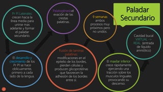 Paladar
Secundario
Pr Pl Laterales:
crecen hacia la
línea media para
unirse mas
adelante y formar
el paladar
secundario.
El desarrollo y
crecimiento de los
Pr Pl se hace
oblicuamente,
primero a cada
lado de la lengua.
Palatogénesisel
evación de las
crestas
palatinas.
Fusión de laminas
palatinas:
modificaciones en el
epitelio de los bordes,
pierden células y
producen glicoproteínas
que favorecen la
adhesión de los bordes
entre sí.
9 semanas
ambos
procesos muy
próximos pero
no unidos.
El maxilar inferior
crece rápidamente
ejerciendo una
tracción sobre los
musculos linguales
provocando su
descenso.
Cavidad bucal
VIRTUAL ->
REAL. (entrada
de líquido
amniótico)
 