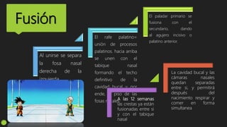 Fusión
A las 12 semanas
las crestas ya están
fusionadas entre si
y con el tabique
nasal
Al unirse se separa
la fosa nasal
derecha de la
izquierda.
El rafe palatino=
unión de procesos
palatinos. hacia arriba
se unen con el
tabique nasal
formando el techo
definitivo de la
cavidad bucal y por
ende, el piso de las
fosas nasales.
El paladar primario se
fusiona con el
secundario, dando
al agujero incisivo o
palatino anterior.
La cavidad bucal y las
cámaras nasales
quedan separadas
entre si, y permitirá
después del
nacimiento respirar y
comer en forma
simultanea
 
