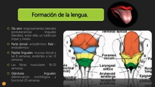 Formación de la lengua.
 5ta sem: engrosamientos laterales
(protuberancias linguales
laterales), entre ellas un tubérculo
impar y medio.
 Parte dorsal- ectodérmico. Raíz –
endodérmico
 Papilas linguales: mucosa dorsal a
las 8 semanas, evidentes a las 12
semanas
 Las fibras musculares 18-20
semanas.
 Glándulas linguales:
diferenciación morfológica y
funcional 20 semanas.
 
