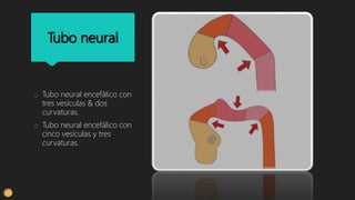 Tubo neural
o Tubo neural encefálico con
tres vesículas & dos
curvaturas.
o Tubo neural encefálico con
cinco vesículas y tres
curvaturas.
 