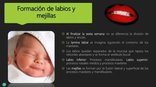 Formación de labios y
mejillas
 Al finalizar la sexta semana no se diferencia la división de
labios y encías.
 La lamina labial se invagina siguiendo el contorno de los
maxilares.
 Los labios quedan separados de la mucosa que tapiza los
rebordes alveolares y se forma el vestíbulo bucal.
 Labio inferior: Procesos mandibulares. Labio superior:
procesos nasales medios y procesos maxilares
 Las mejillas se forman por la fusión lateral y superficial de los
procesos maxilares y mandibulares.
 