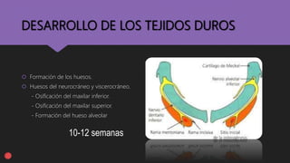 DESARROLLO DE LOS TEJIDOS DUROS
 Formación de los huesos.
 Huesos del neurocráneo y viscerocráneo.
- Osificación del maxilar inferior.
- Osificación del maxilar superior.
- Formación del hueso alveolar
10-12 semanas
 