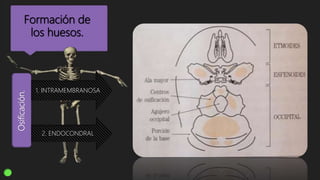 Formación de
los huesos.
Osificación.
1. INTRAMEMBRANOSA
2. ENDOCONDRAL
 