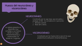 Huesos del neurocráneo y
viscerocráneo
La cabeza presenta un
desarrollo muy
complejo y sus huesos
tienen un origen
intramembranoso y
endocondral. Se
divide en 2 regiones.
Constituido por la caja ósea, que envuelve y
protege al SNC. Se considera en 2 porciones:
1. Bóveda Craneal.
2. Base del Cráneo.
Constituido por los huesos de la cara en los que
predomina la osificación intramembranosa.
 