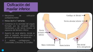 Osificación del
maxilar inferior.
 Mecanismo de osificación
yuxtaparacondral.
 Inicia a las 6 o 7 semanas.
 Comienza en la vecindad del angulo
formado por las ramasdel nervio
mentoniano y del nervio incisivo, al
separarse del dentario inferior.
 Aspecto de canal abierto, donde se
aloja el paquete vasculonervioso y
gérmenes dentarios en desarrollo.
 3 centros cartilaginosos: 1)
Coronoideo, 2) Incisivo, 3) Condíleo
 