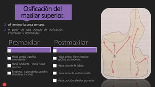 Osificación del
maxilar superior.
 Al terminar la sexta semana.
 A partir de dos puntos de osificación:
Premaxilar y Postmaxilar.
Hacia arriba. Apófisis
ascendente.
Hacia adelante. Espina nasal
anterior.
En direcc. a zonade las apófisis
alveolares incisivas.
Hacia arriba. Parte post de
apófisis ascendente.
Hacia piso de la órbita.
Hacia zona de apófisis malar
Hacia porción alveolar posterior
 