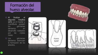 Formación del
hueso alveolar.
 Al finalizar el
segundo mes(8va
sem), ya el maxilar y
mandíbula poseen
los gérmenes
dentarios en
desarrollo rodeados
por las criptas
óseas.
 Los gérmenes
dentarios estimulan
la formación de los
alveolos.
 