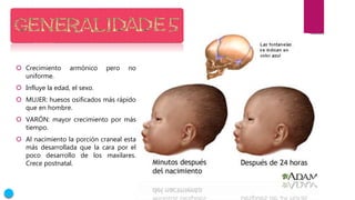  Crecimiento armónico pero no
uniforme.
 Influye la edad, el sexo.
 MUJER: huesos osificados más rápido
que en hombre.
 VARÓN: mayor crecimiento por más
tiempo.
 Al nacimiento la porción craneal esta
más desarrollada que la cara por el
poco desarrollo de los maxilares.
Crece postnatal.
 