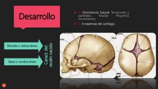 Desarrollo
 A) Dominancia Sutural: Temporales y
parietales. Maxilar. Pequeños
movimientos.
 B) A expensas del cartílago.
Base o condocráneo
Bóveda u osteocráneo
 