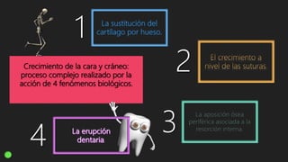.
.
Crecimiento de la cara y cráneo:
proceso complejo realizado por la
acción de 4 fenómenos biológicos.
1
4 3
2
 