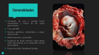 Generalidades
 Formación de cara y cavidad bucal:
movimientos y fusión de dif. capas
germinativas.
 1 de cada 800.
 Factores genéticos, ambientales u origen
desconocido.
 Malformaciones o anomalías.
 Incidencia de ácido retinoico sobre genes
HOX interviniendo en el desarrollo normal
de la cabeza.
 Exceso de ácido: hipoplasias faciales.
 