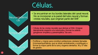 Neuroectodérmi
cas
• Se encuentran en los bordes laterales del canal neural.
No se incorporan a la pared del tubo neural y forman
crestas neurales, que originan parte del SNP.
Simpatagonias
• Células de las crestas neurales que derivan al SNA. Emigran
lateralmente respecto a la notocorda y forman la cadena
ganglionar simpática y parasimpática. 5ta sem.
Otras células
• Proliferan y migran para constituir poblaciones celulares llamadas
Ectomesenquimáticas, que se sitúan ventralmente y contribuyen a
formar la mayor parte de la cara y órganos dentarios. 18 y 37 días
de gestión.
 