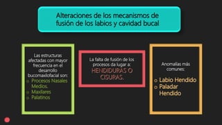 Alteraciones de los mecanismos de
fusión de los labios y cavidad bucal
Las estructuras
afectadas con mayor
frecuencia en el
desarrollo
bucomaxilofacial son:
La falta de fusión de los
procesos da lugar a: Anomalías más
comunes:
 