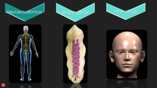 Neuroectodérmicas Simpatagonias Otras células
 