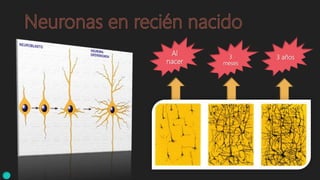 Al
nacer
3 años3
meses
 