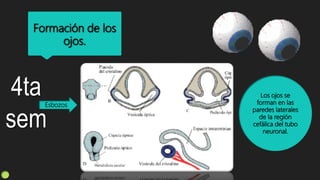 Formación de los
ojos.
4ta
sem
Esbozos
Los ojos se
forman en las
paredes laterales
de la región
cefálica del tubo
neuronal.
 
