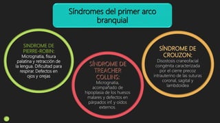 Síndromes del primer arco
branquial
Micrognatia, fisura
palatina y retracción de
la lengua. Dificultad para
respirar. Defectos en
ojos y orejas
Micrognatia,
acompañado de
hipoplasia de los huesos
malares y defectos en
párpados inf. y oídos
externos.
Disostosis craneofacial
congénita caracterizada
por el cierre precoz
intrauterino de las suturas
coronal, sagital y
lambdoidea
 